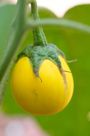Close up yellow eggplantの写真素材