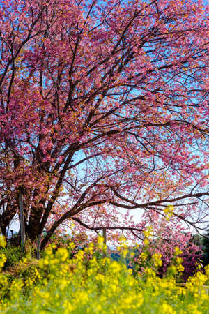 Cherry blossom in Khun Wang ChiangMai, Thailand.の写真素材