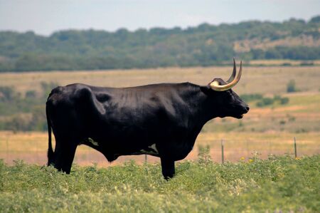 Black Longhorn Steer Grazingの写真素材