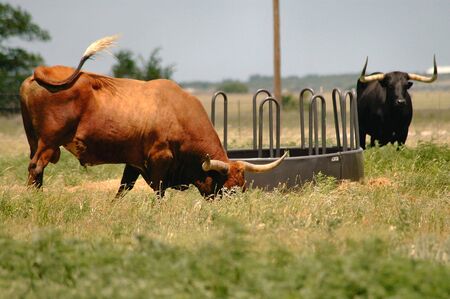 Longhorn Steer Grazing In Fieldの写真素材