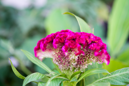 Hornbill flower in the gardenの写真素材