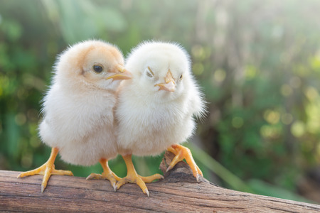 Chicks morning sunの写真素材