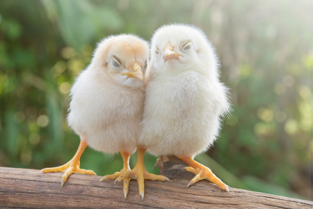 Chicks morning sunの写真素材