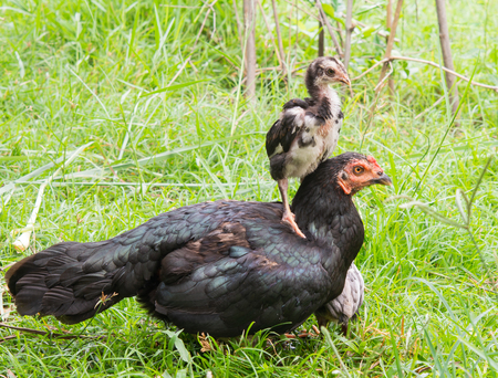Chicks stand on the back of the hen.  and the morning green nature. With warm familyの写真素材