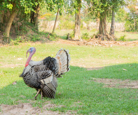 Turkey and beautiful colored tail With green nature in the morning