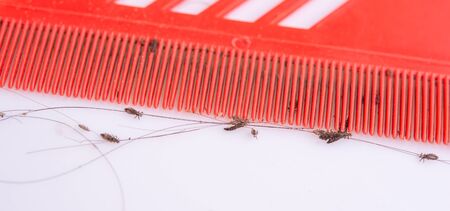 Lice in hair and combの写真素材