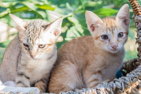 Cute cats in basket and morning nature