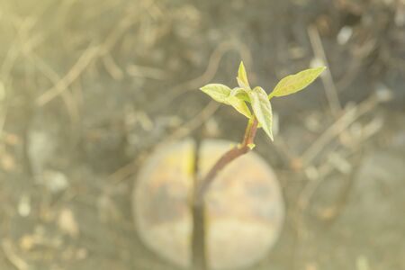 Avocado seedlings in pots. Fruit cultivation. The food has a high vitamin content, tasty.の写真素材