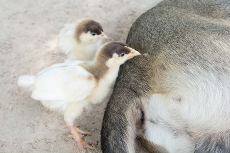 Chicken and dogの写真素材