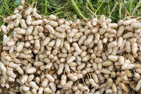 peanut fresh on a tree