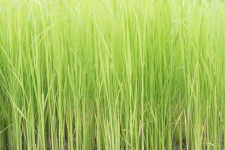 rice plant  Green arable fields