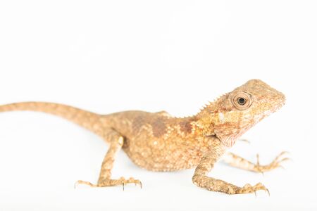 The Face Chameleon and eyes looking for a camera on white background
