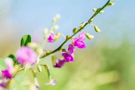 purple fower