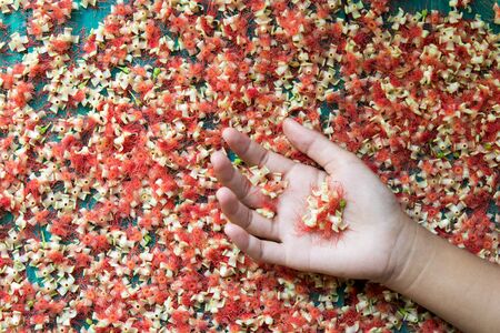 Beautiful hands with red flowers fell on the wooden floor.の写真素材