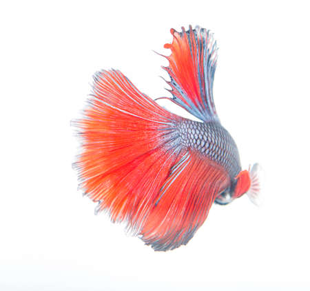 Beautiful red fish tail and patternの写真素材