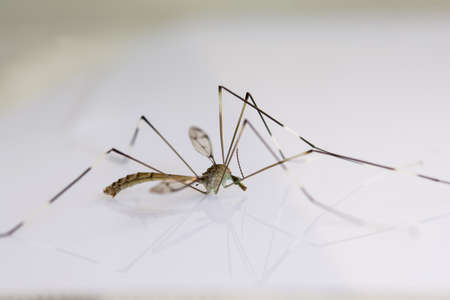 big mosquito on whiteの写真素材