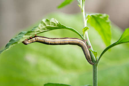 worm on leaf
