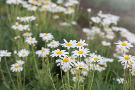 white and yellow  small flowers in gardenの写真素材