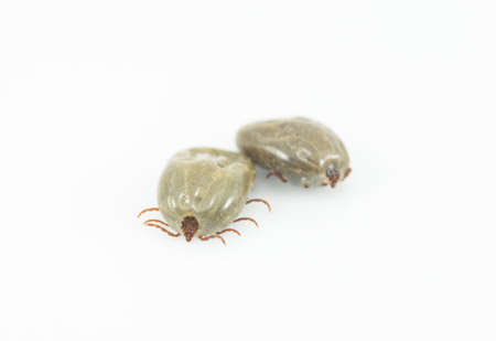dog tick