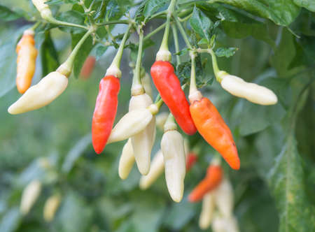 chilli on a tree with blur background.