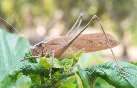 Bug brown on a tree