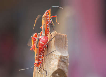 Mating insect background.の写真素材