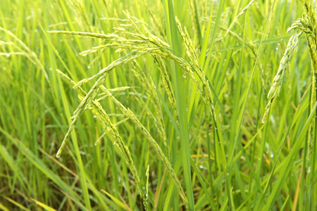 Ear of riceの写真素材