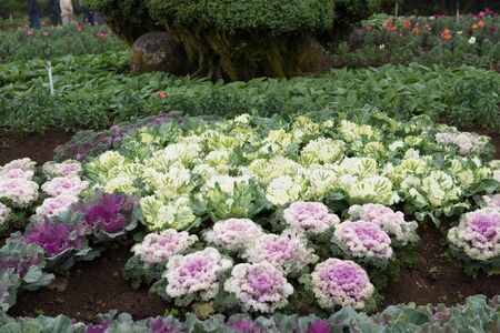 purple cauliflowerの写真素材