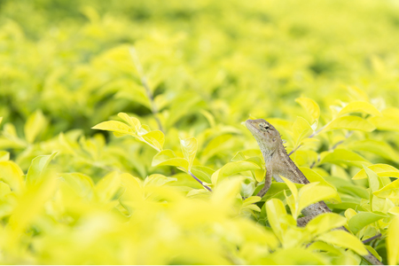 Chameleonの写真素材