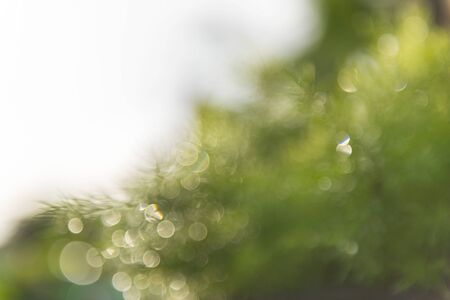 The green bokeh backgroundの写真素材