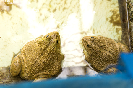 twin big frog in the pondの写真素材