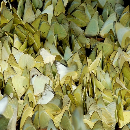 Butterflyの写真素材