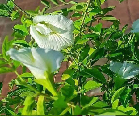 Butterfly pea flower in the garden. White flower.の写真素材