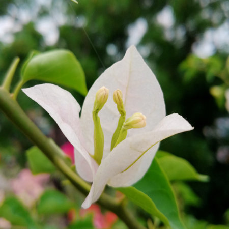 White bougainvillea flower in the garden, Thailand.の写真素材