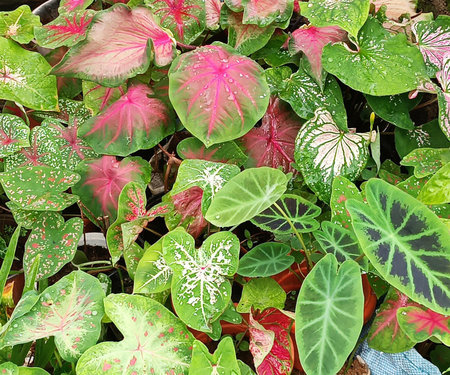 Caladium leaves background. Colorful caladium leaves with dew drops.の写真素材