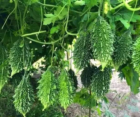 Bitter melon, Bitter Gourd, Bitter Melonの写真素材