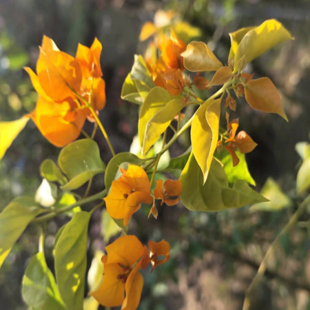 Bougainvillea flower in the garden. (Bougainvillea glabra)の写真素材