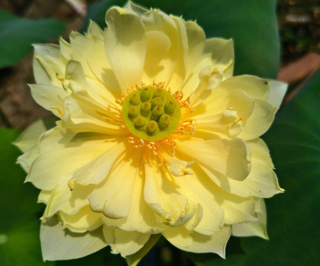 Yellow lotus flower in the garden, close-up view.の写真素材