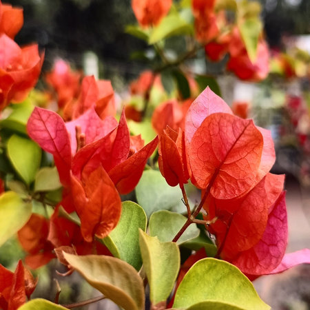 Close up of bougainvillea flowers in the garden.の写真素材