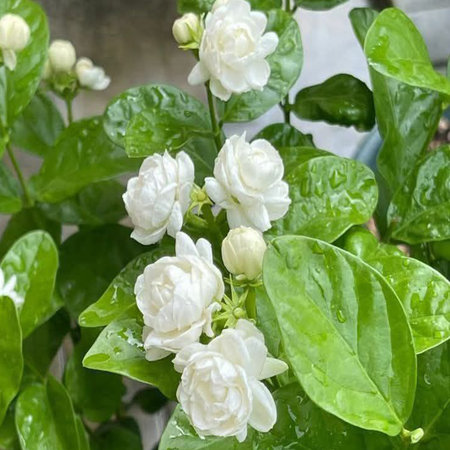 Jasmine flowers in the garden, jasmine flower bloomingの写真素材