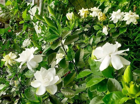 Beautiful white flowers in the garden on a sunny dayの写真素材