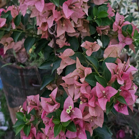 Pink bougainvillea flowers in the garden, stock photoの写真素材