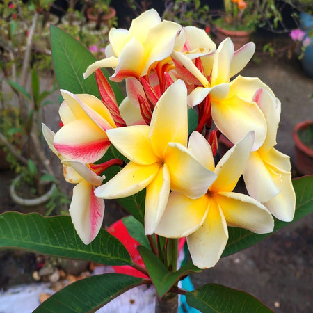 Frangipani flowers blooming in the garden, Thailand.の写真素材