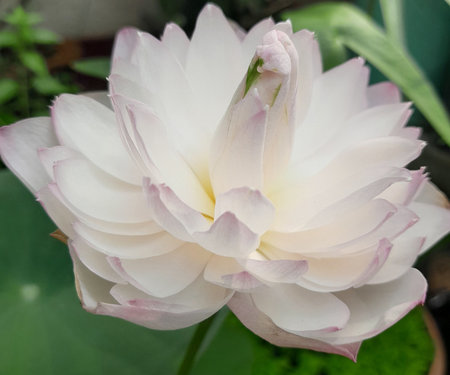 White lotus flower in the pond with green leaf background, stock photoの写真素材