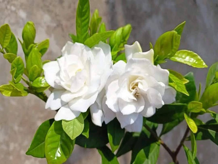 either within the same flower or between flowersの写真素材