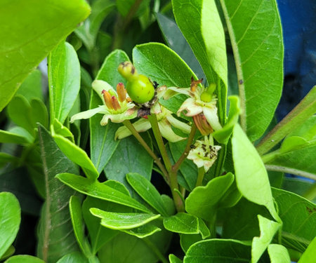 Close-up of green leaves and flowers of a bush, Thailand.の写真素材