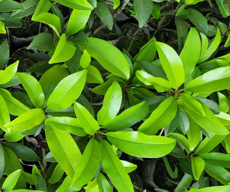 Close up of the green leaves of the magnolia tree in the gardenの写真素材