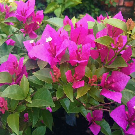 Pink bougainvillea flowers in the garden, stock photoの写真素材