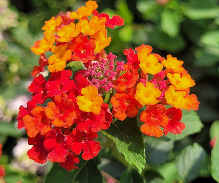 Lantana camara flower in garden, closeup of photoの写真素材