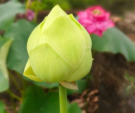 Lotus flower and Lotus flower plants in the pond, Thailand.の写真素材